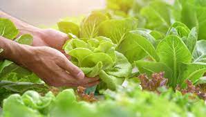 eco-friendly farming