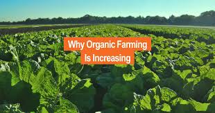 organic agriculture