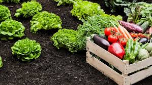 sustainable agriculture practices