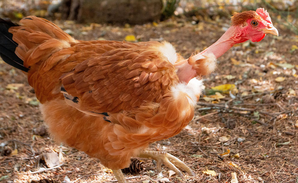 poultry farming courses online