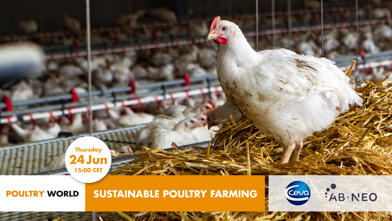 sustainable poultry farming