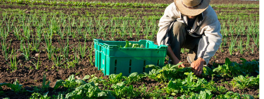 organic farming training