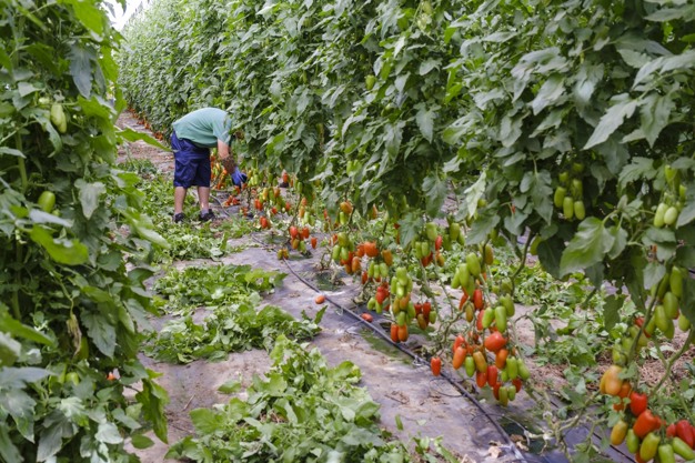sustainable greenhouse farming