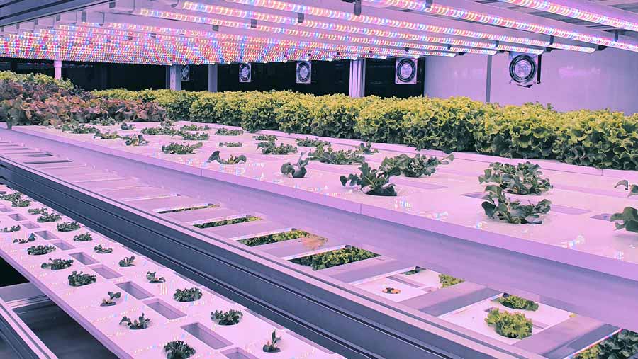 future of vertical farming