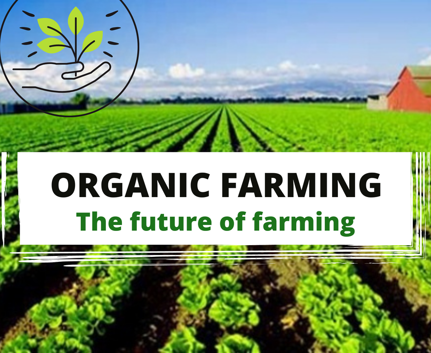 organic agriculture sustainability