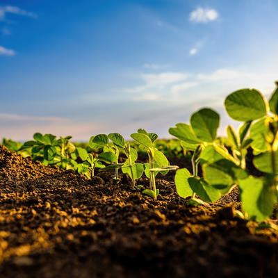 solutions to sustainable agriculture