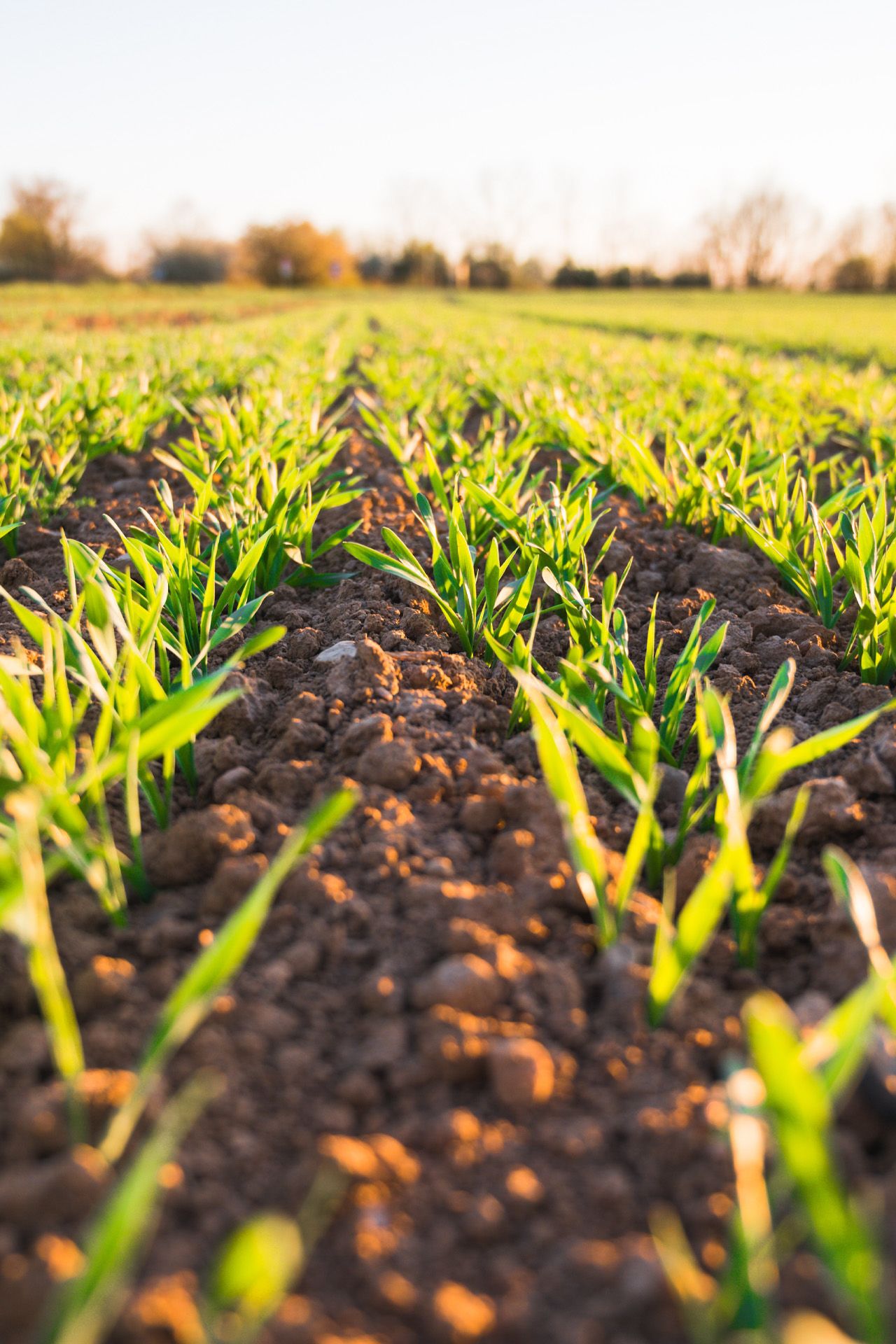 sustainable agricultural management