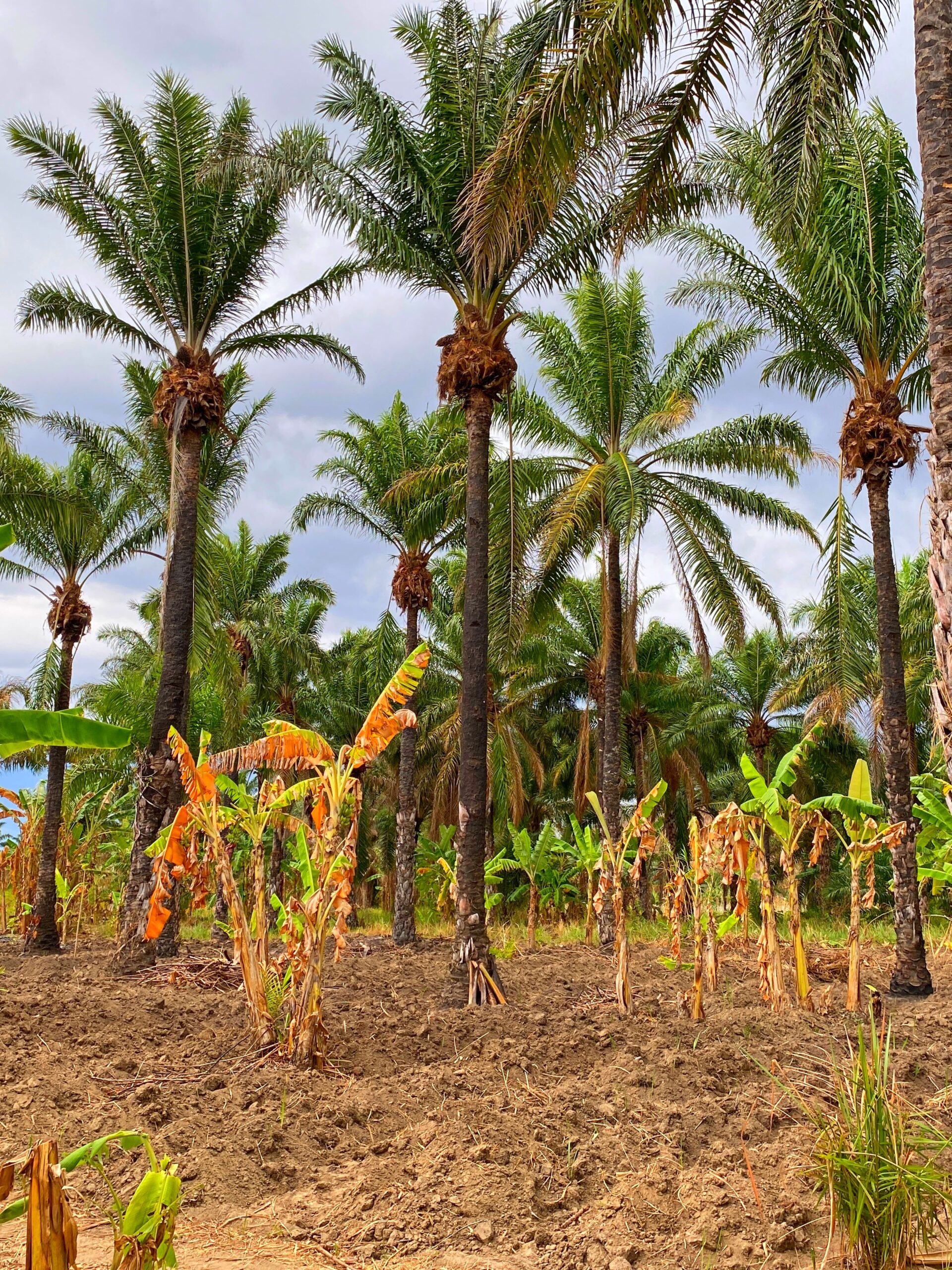 agroforestry for sustainable agriculture