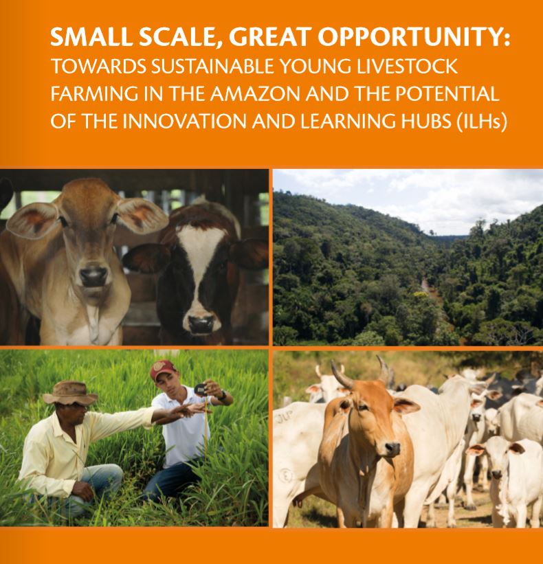 sustainable cattle farming