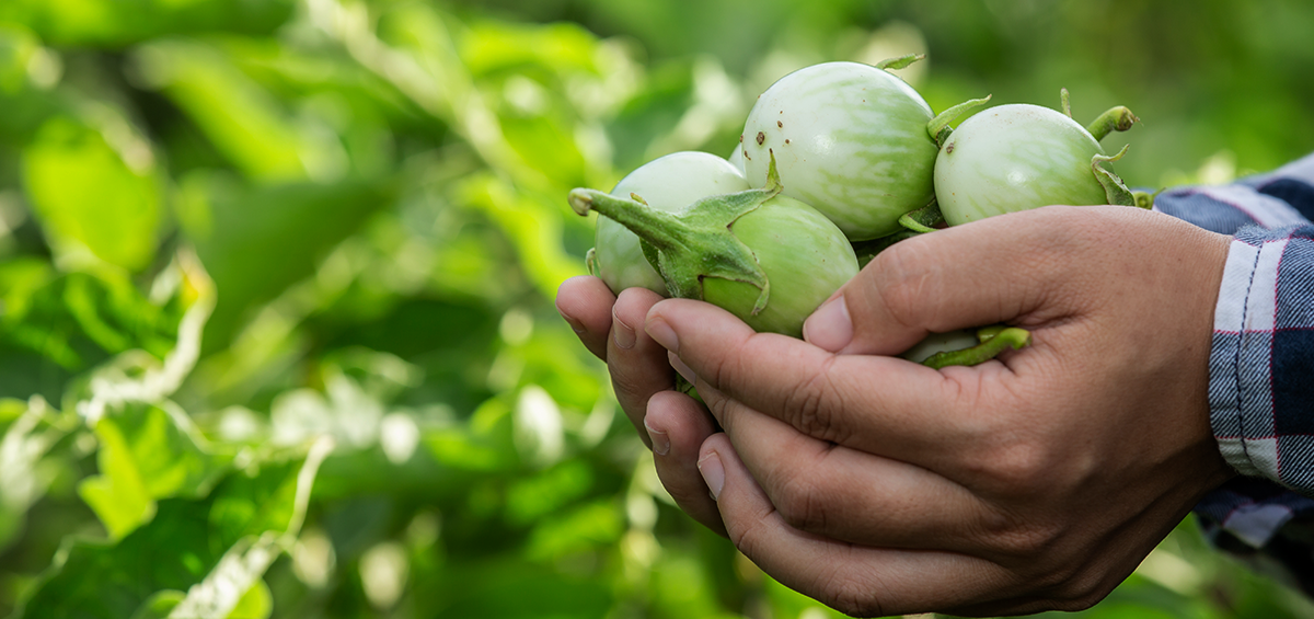 sustainable food and agriculture