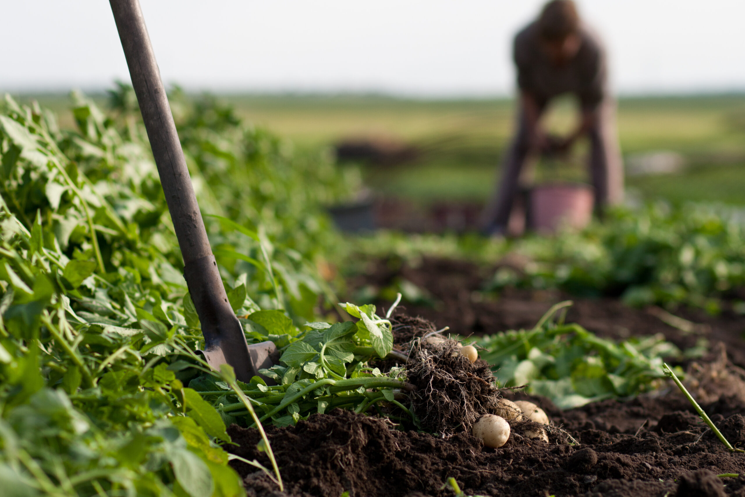 agroecology and sustainable agriculture