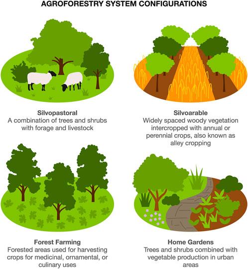 agroforestry sustainable agriculture