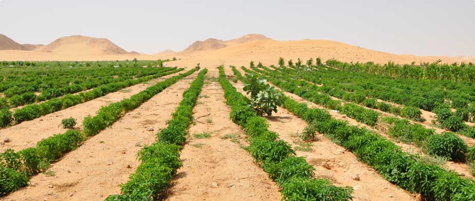 sustainable desert farming