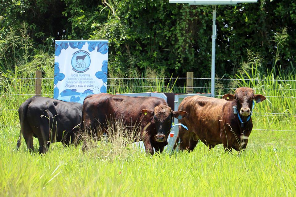 sustainable livestock farming