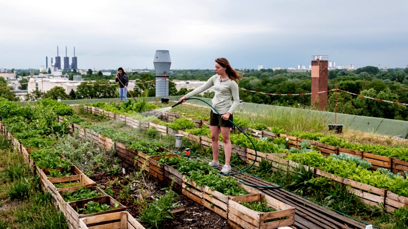sustainable urban farming