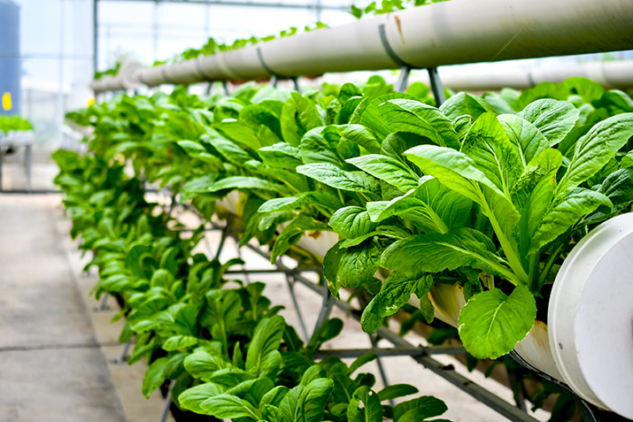 sustainable vertical farming