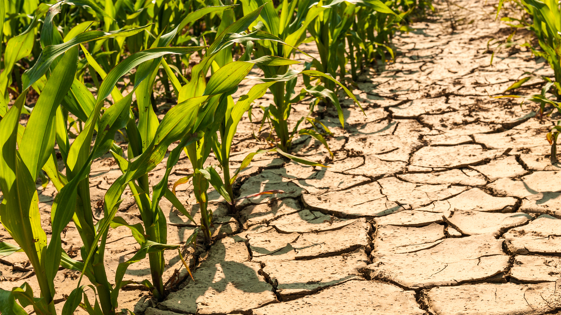 sustainable water management in agriculture