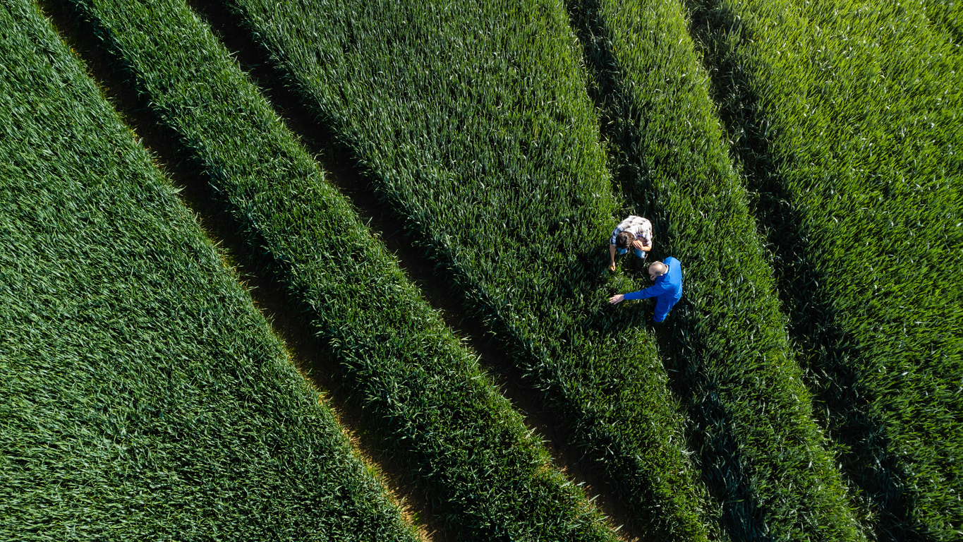 sustainable wheat farming