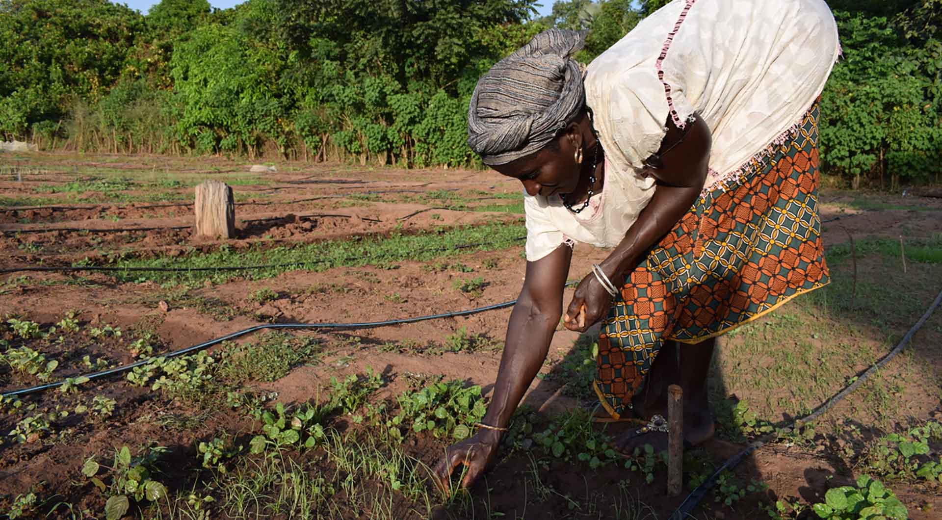 agriculture vocational training