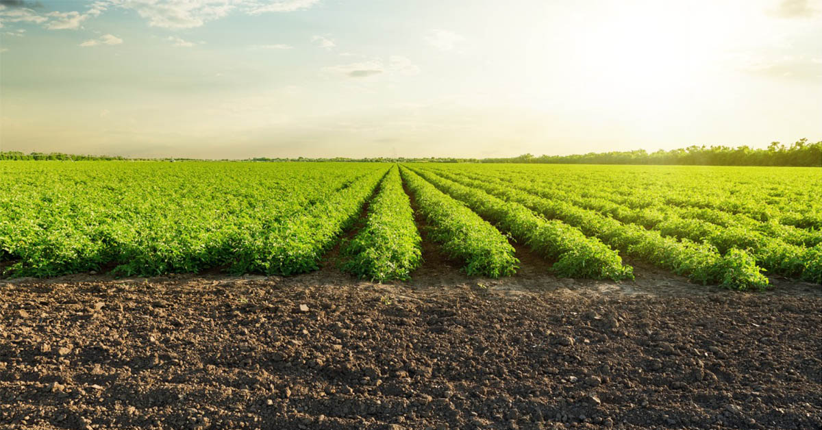 solutions for climate change in agriculture