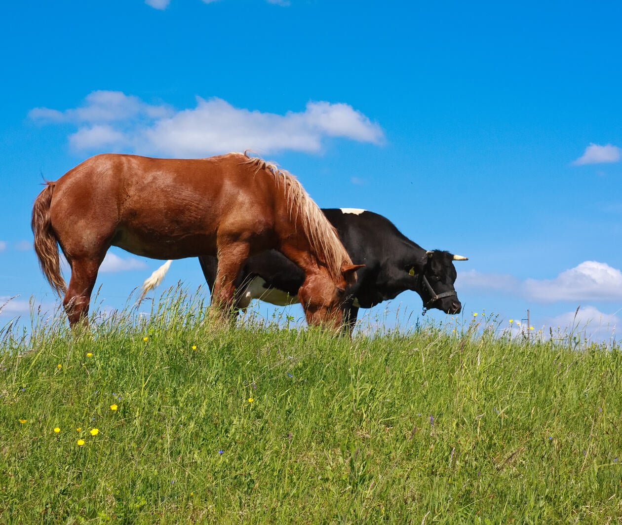 ranch management courses