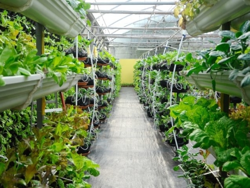 vertical farming is the future