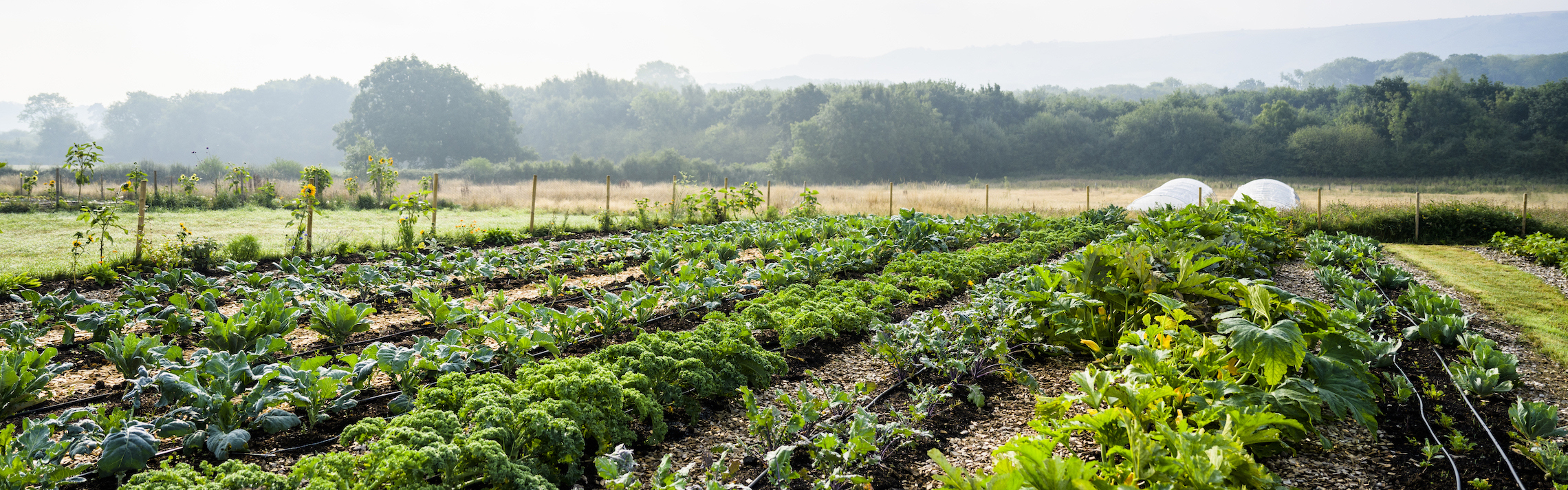 food farming and sustainability