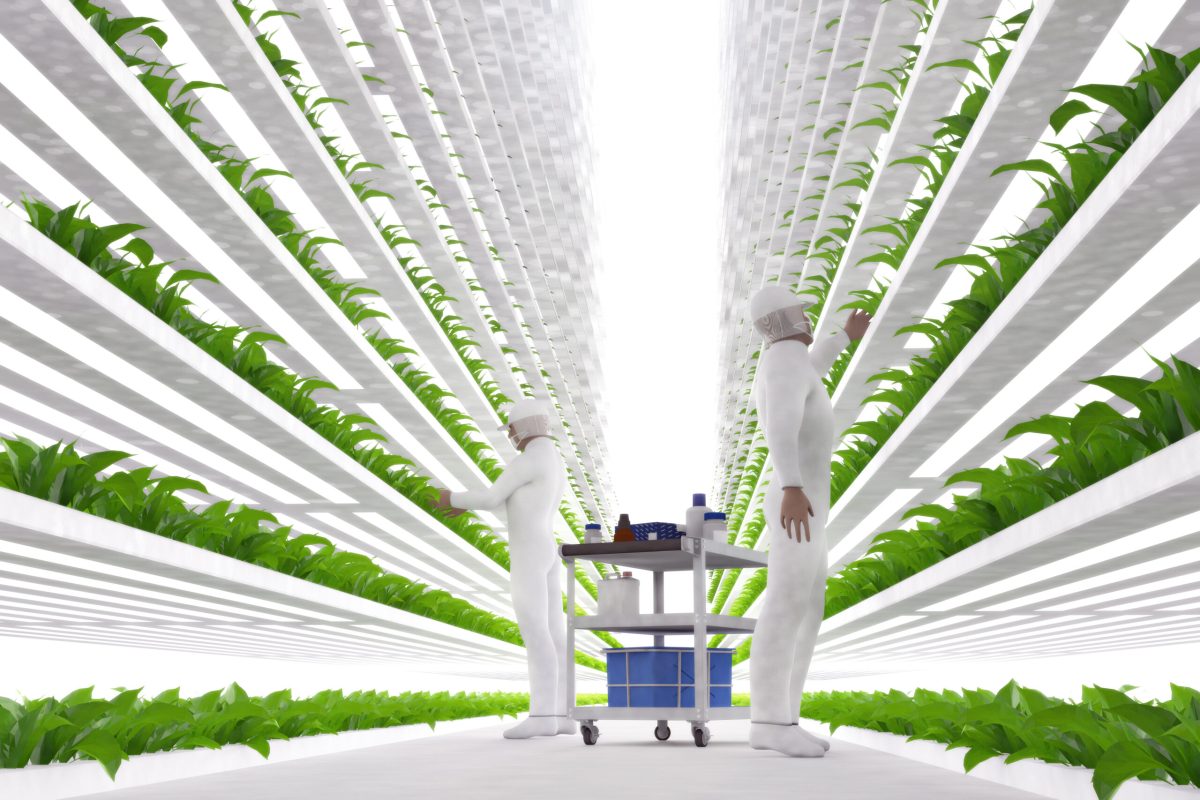 hydroponics the future of agriculture