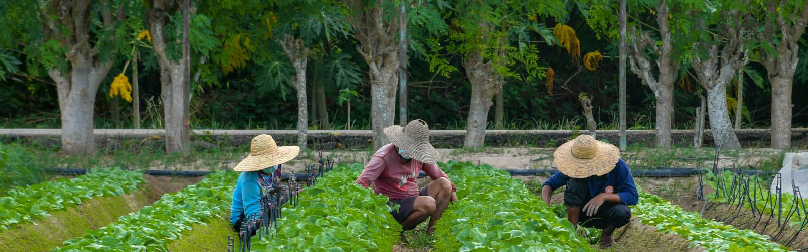promoting sustainable practices in farming